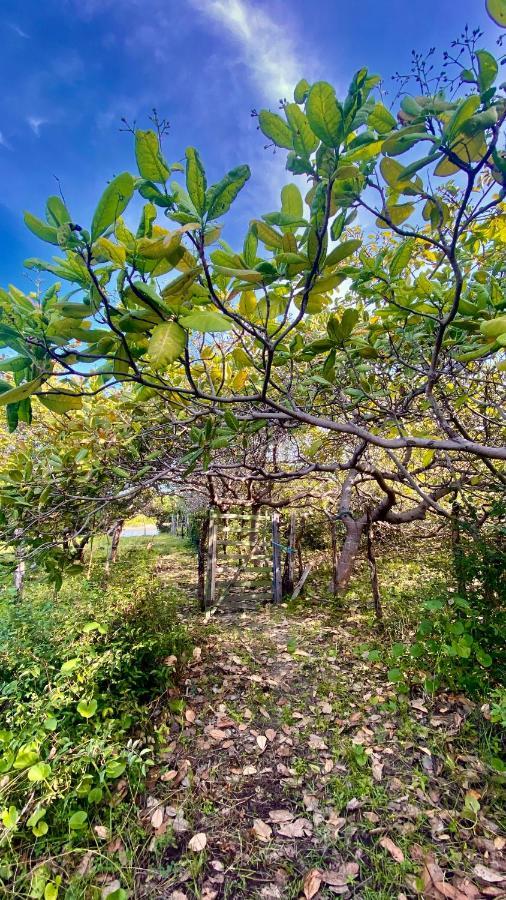 فيلا Morada Venturi أتينز المظهر الخارجي الصورة